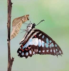 Transformacja – motyl symbolizujący przemianę